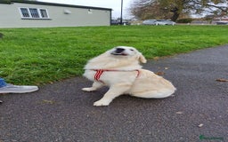 Golden Retriever dogs for sale: Meet Mickey, the Well-Mannered Golden Retriever - Image 4