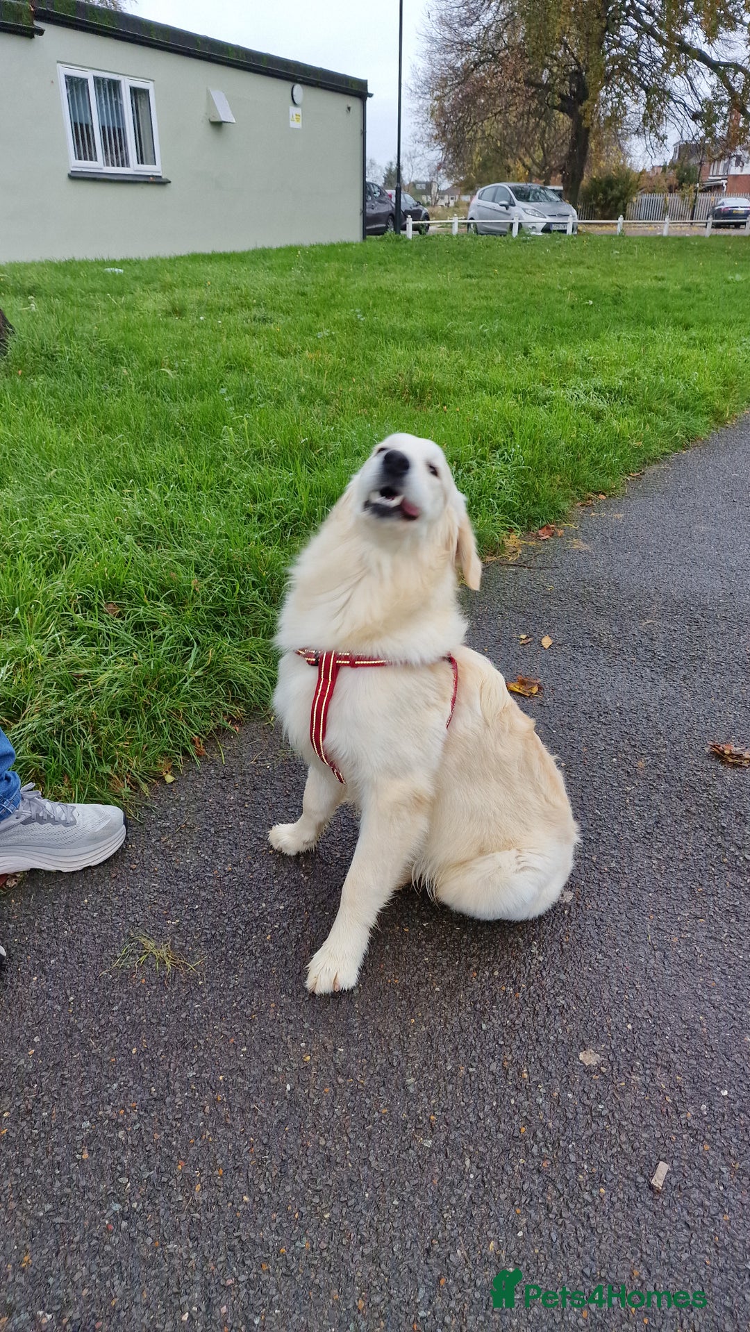 Golden Retriever dogs for sale: Meet Mickey, the Well-Mannered Golden Retriever - Image 4
