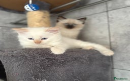 Ragdoll cats for sale: Adorable 2 male kittens, Ragdoll dad, mum Siamese - Image 8