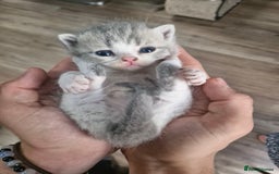 British Shorthair cats for sale: British shorthair and longhair  - Image 1