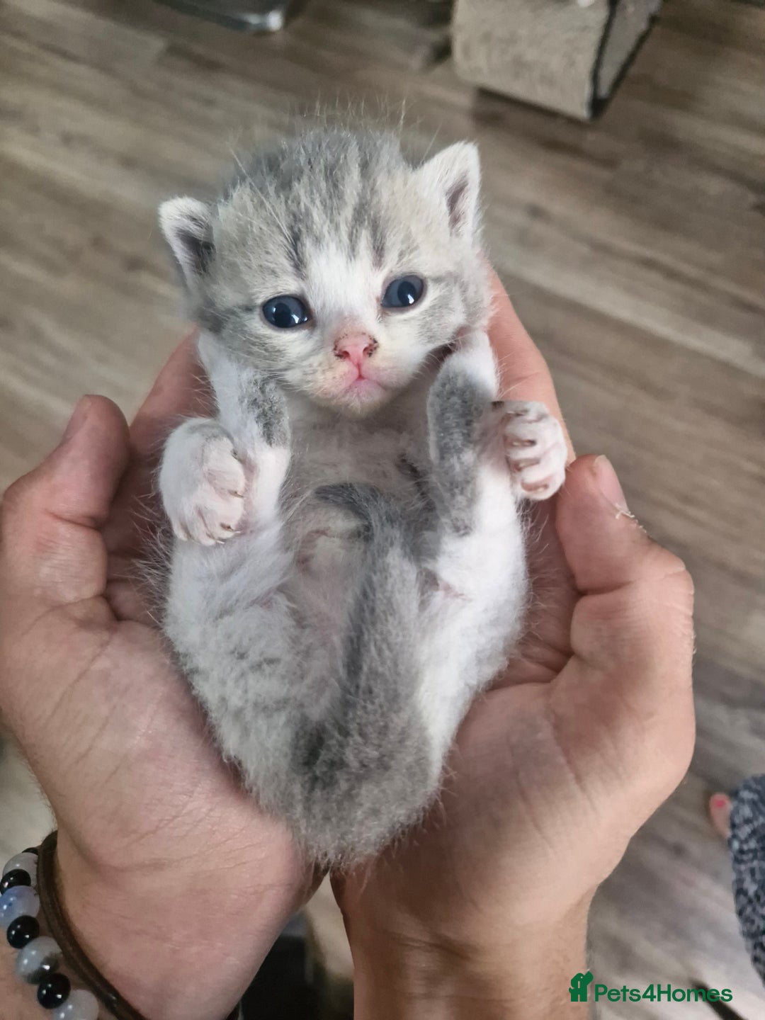 British Shorthair cats for sale: British shorthair and longhair  - Image 1
