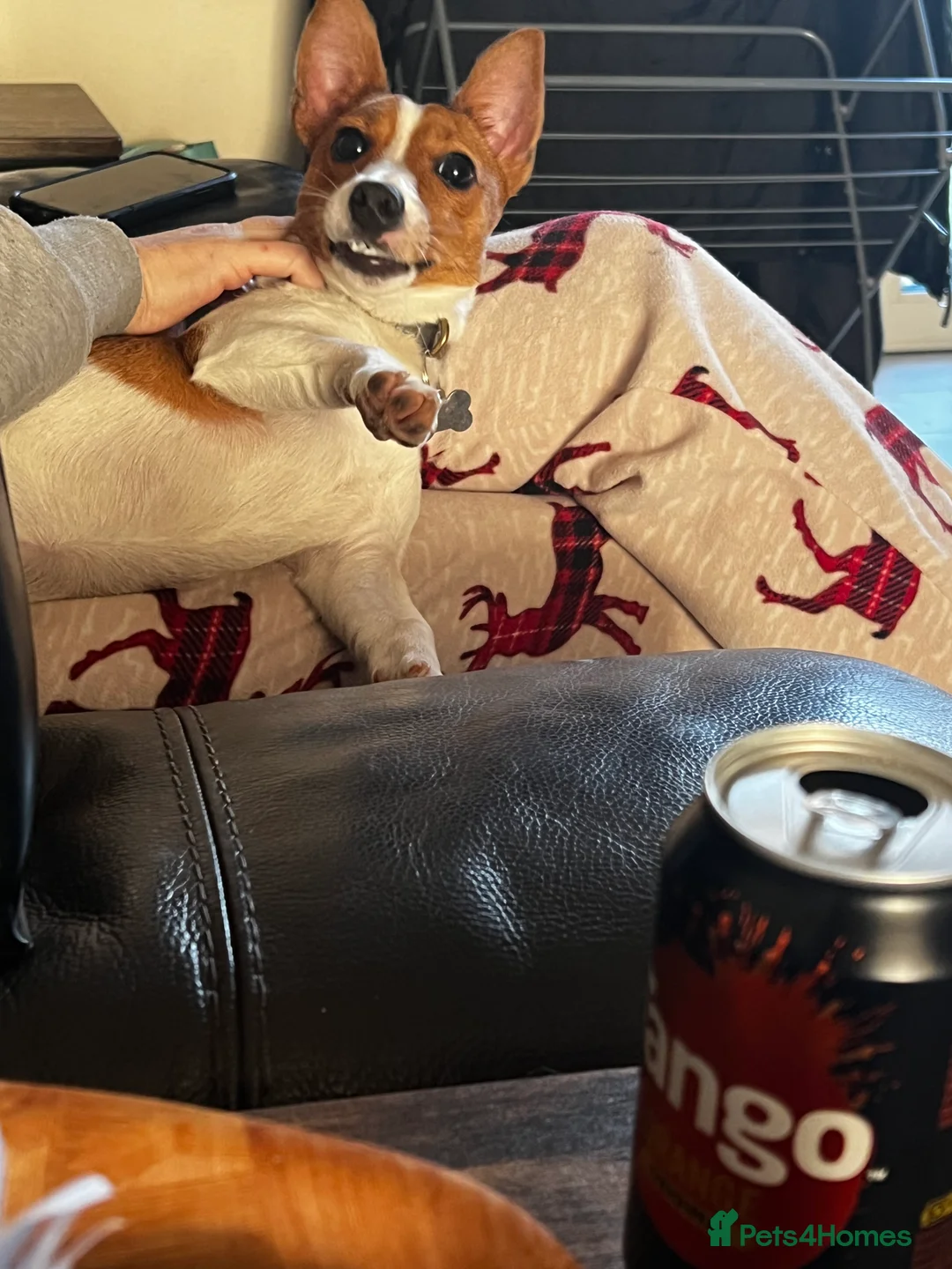 Mixed Breed dogs for sale: For sale 6 Months old Jack Russell  - Advert 4