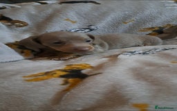 Miniature Dachshund dogs for sale: Stunning Miniature dachshund puppies  - Advert 7