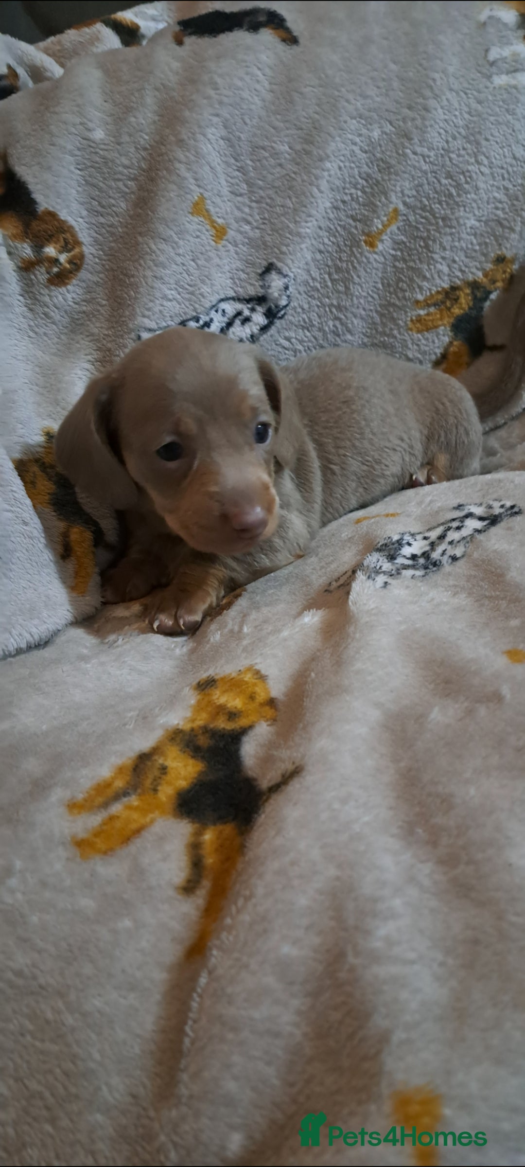 Miniature Dachshund dogs for sale: Stunning Miniature dachshund puppies  - Advert 7