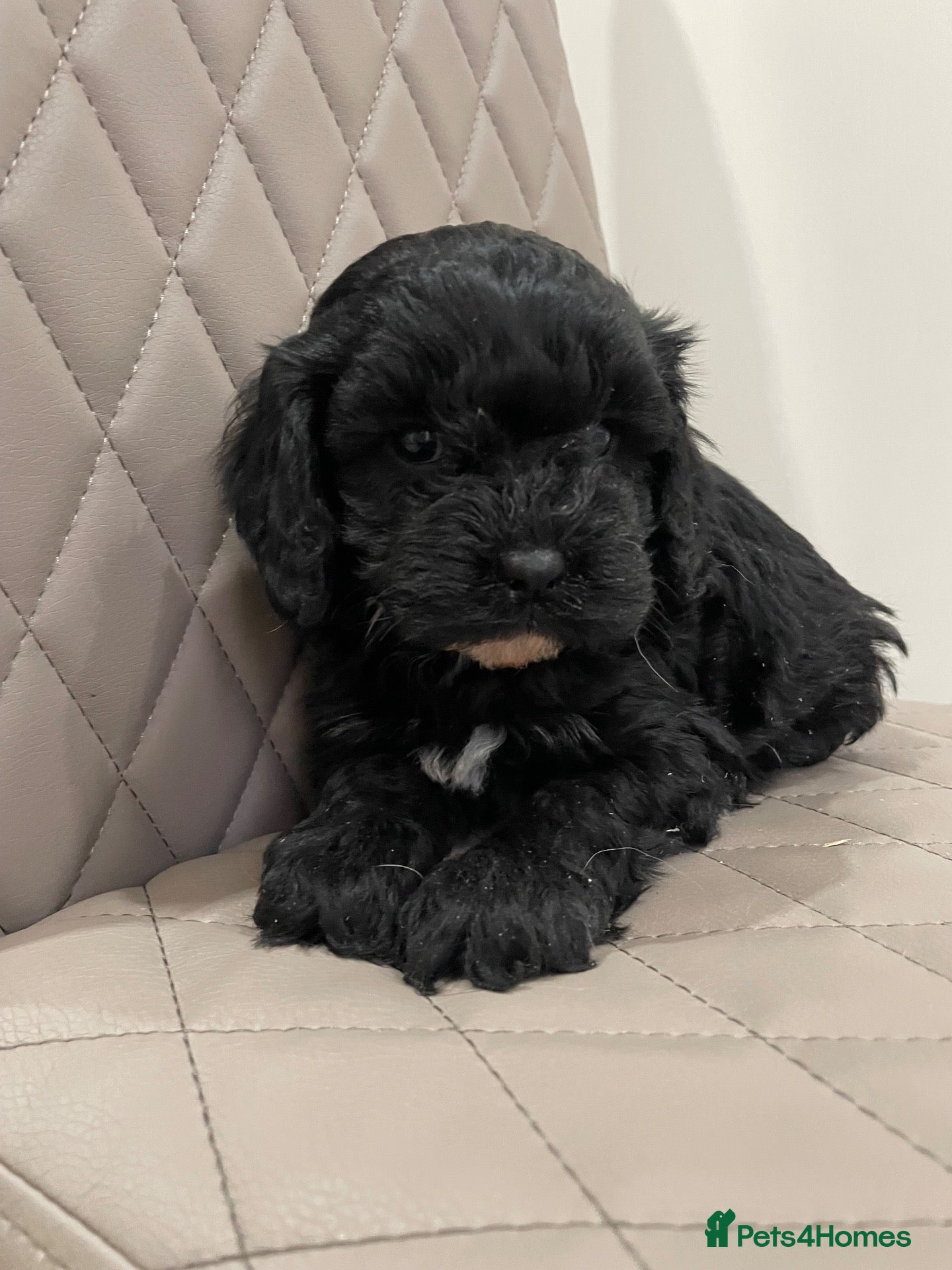 Cavapoo dogs F1 Health tested Cavapoo puppies  - Advert 6
