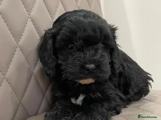 Cavapoo dogs F1 Health tested Cavapoo puppies - Advert 6