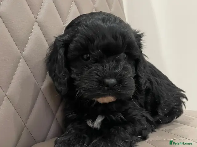 Cavapoo dogs F1 Health tested Cavapoo puppies - Advert 3
