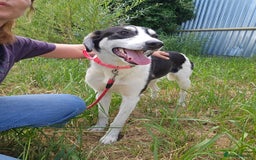 Mixed Breed dogs for adoption: OTIS - a Handsome and gentle boy for a Loving Home - Image 7