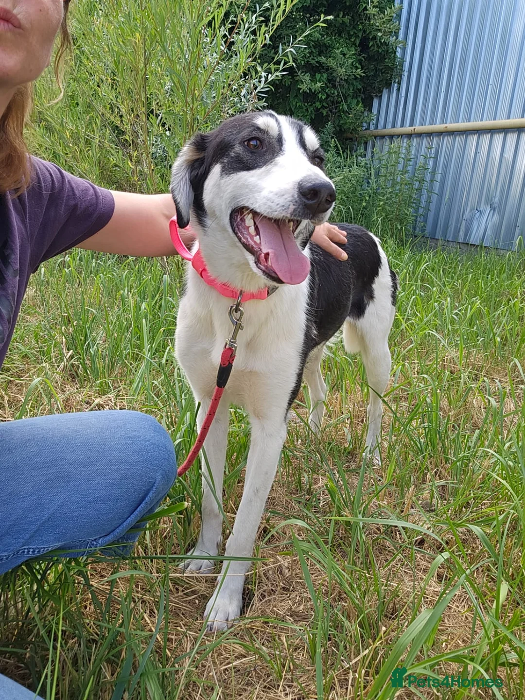 Mixed Breed dogs for adoption: OTIS - a Handsome and gentle boy for a Loving Home - Advert 2