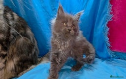 Maine Coon cats for sale: Ready December TICA beautiful Maine Coon Kittens  - Image 28