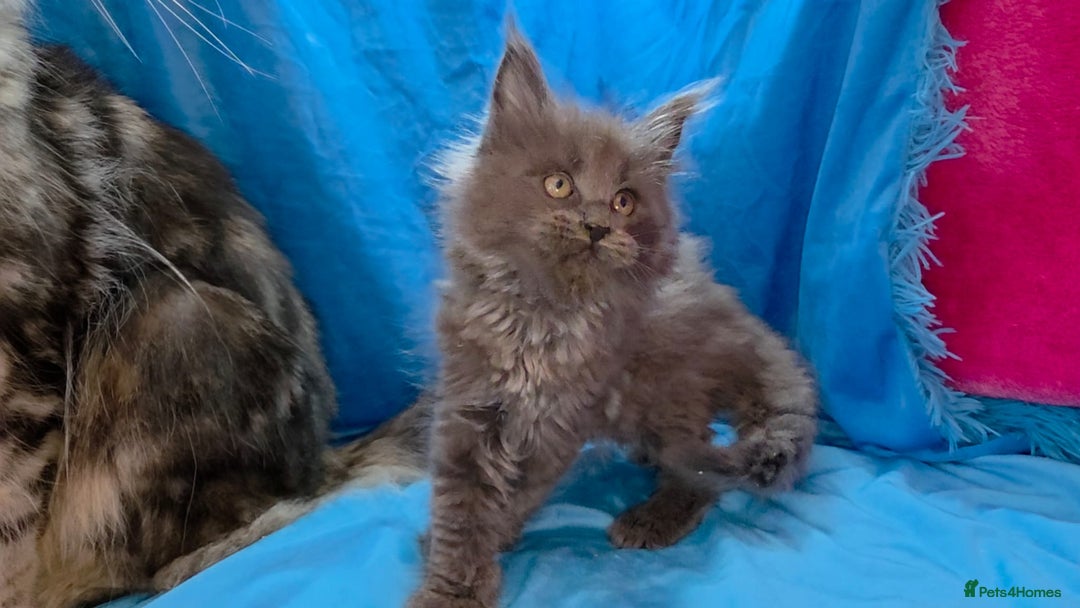 Maine Coon cats for sale: Ready December TICA beautiful Maine Coon Kittens  - Image 28