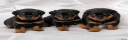 Rottweiler dogs for sale: ELITE KC REGISTERED GERMAN ROTTWEILER PUPPIES  - Advert 13