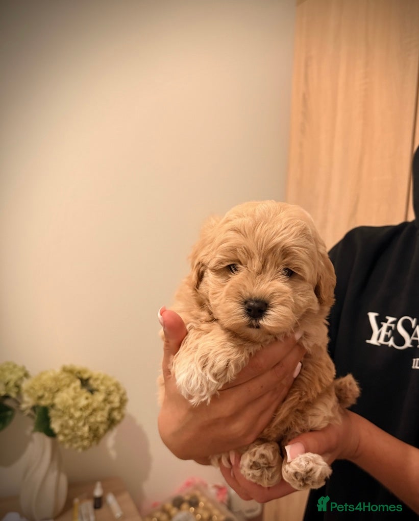 Maltipoo dogs Health tested parents 2 boys remaining  - Advert 5