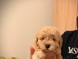 Maltipoo dogs Health tested parents 2 boys remaining - Advert 5