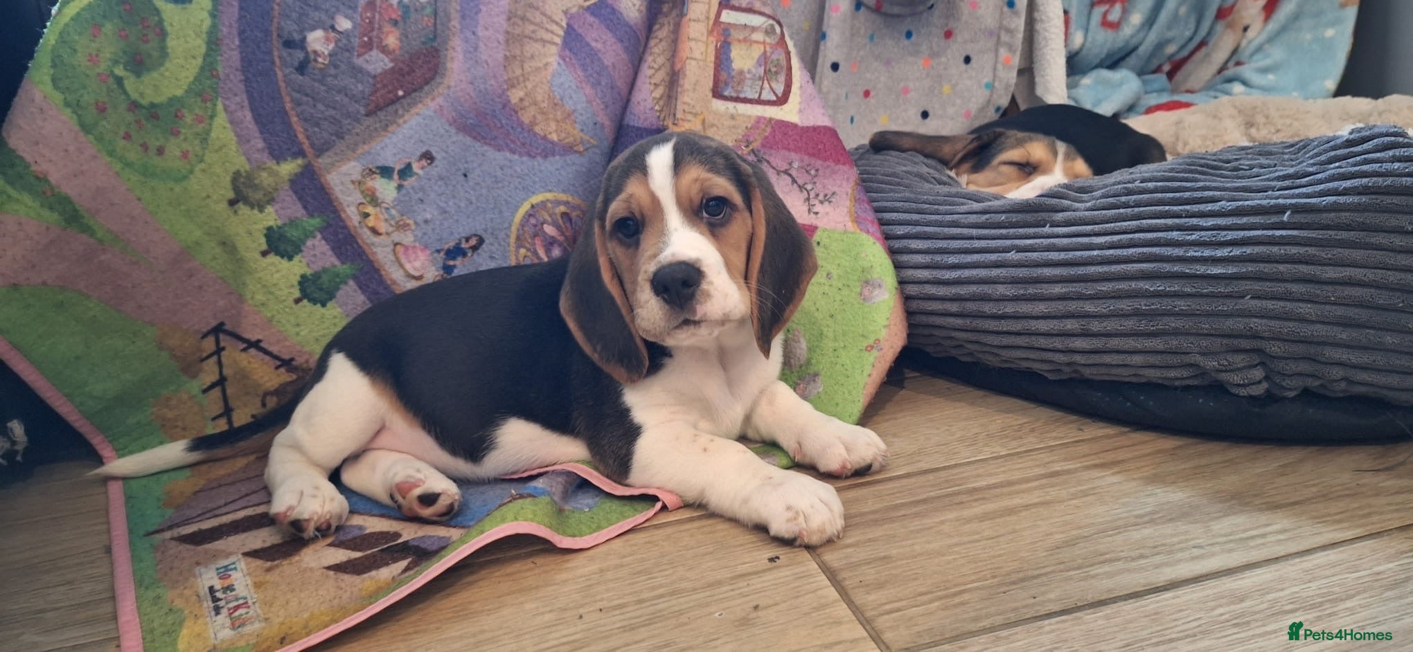 Beagle dogs KC registered and DNA health tested - Advert 11