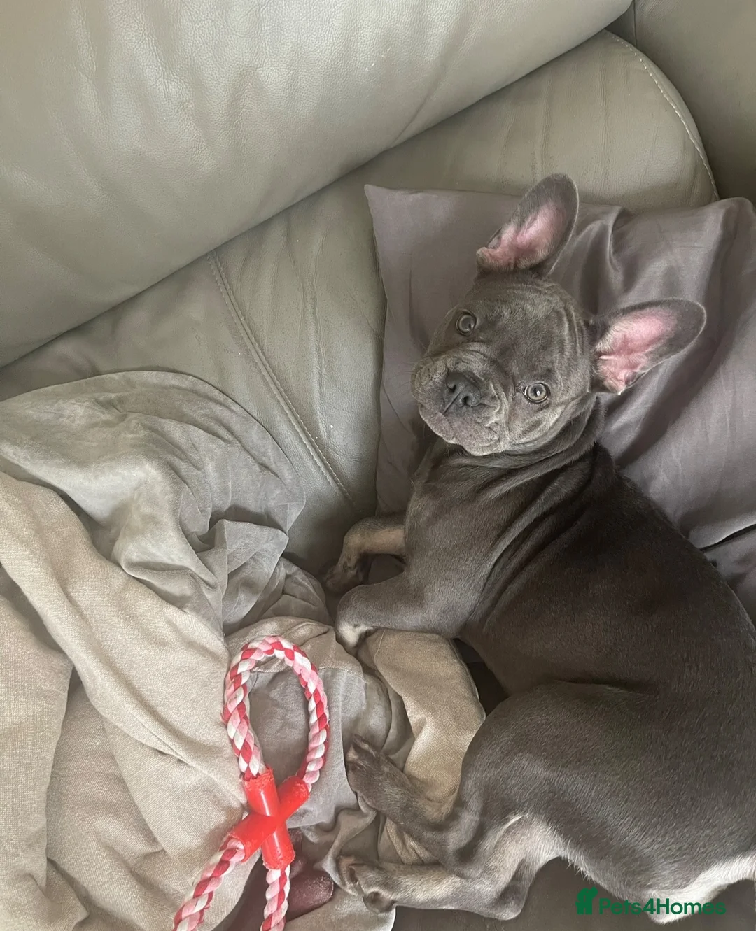 French Bulldog dogs for sale: Beautiful Blue Female French Bulldog | Spayed  in Sutton Coldfield - Advert 1