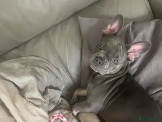 French Bulldog dogs Blue Born 2022 not sure why it says wrong date - Advert 13