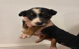 Border Collie dogs for sale: Border collie puppies for sale  - Image 8