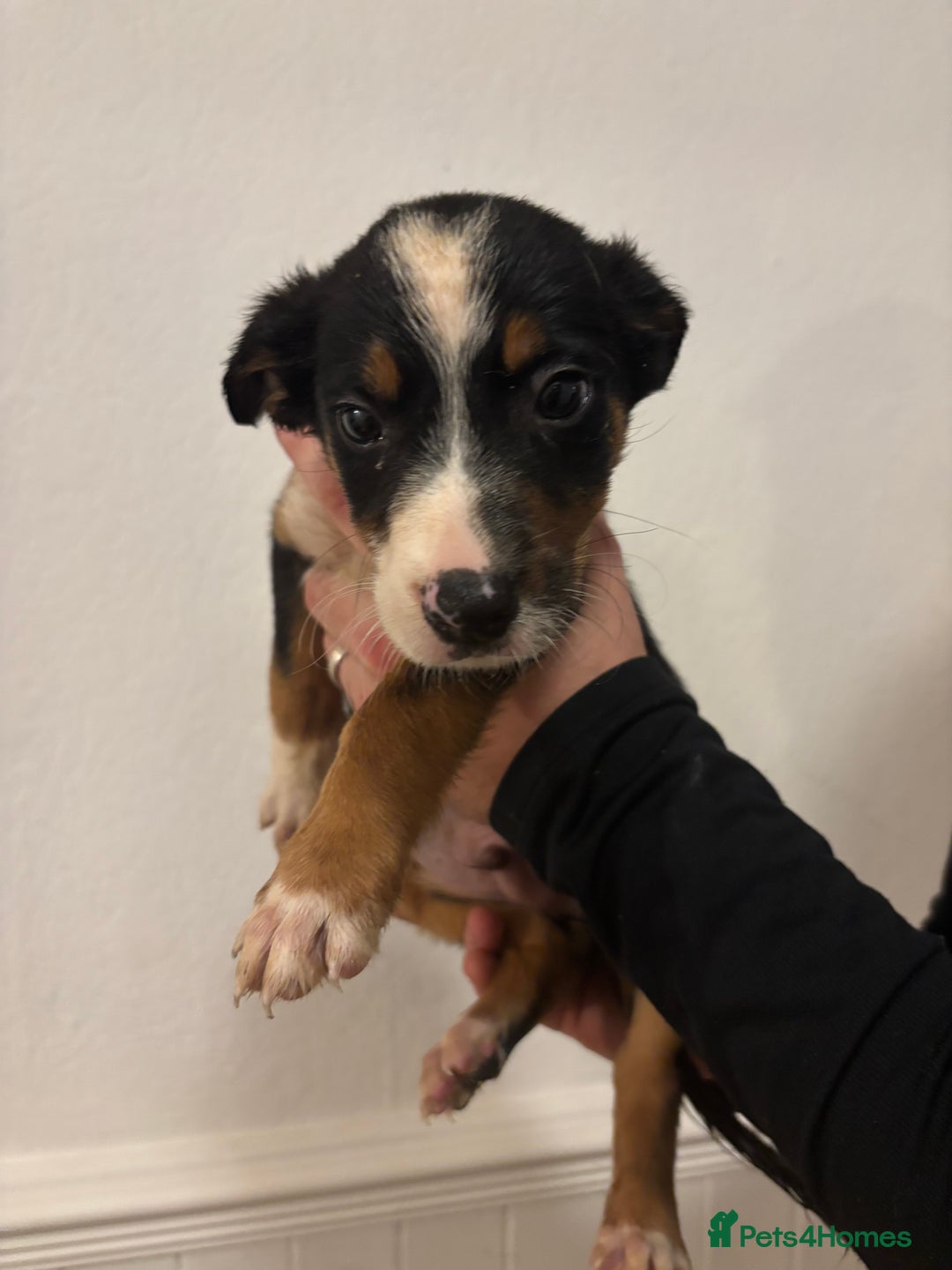 Border Collie dogs for sale: Border collie puppies for sale  - Image 8