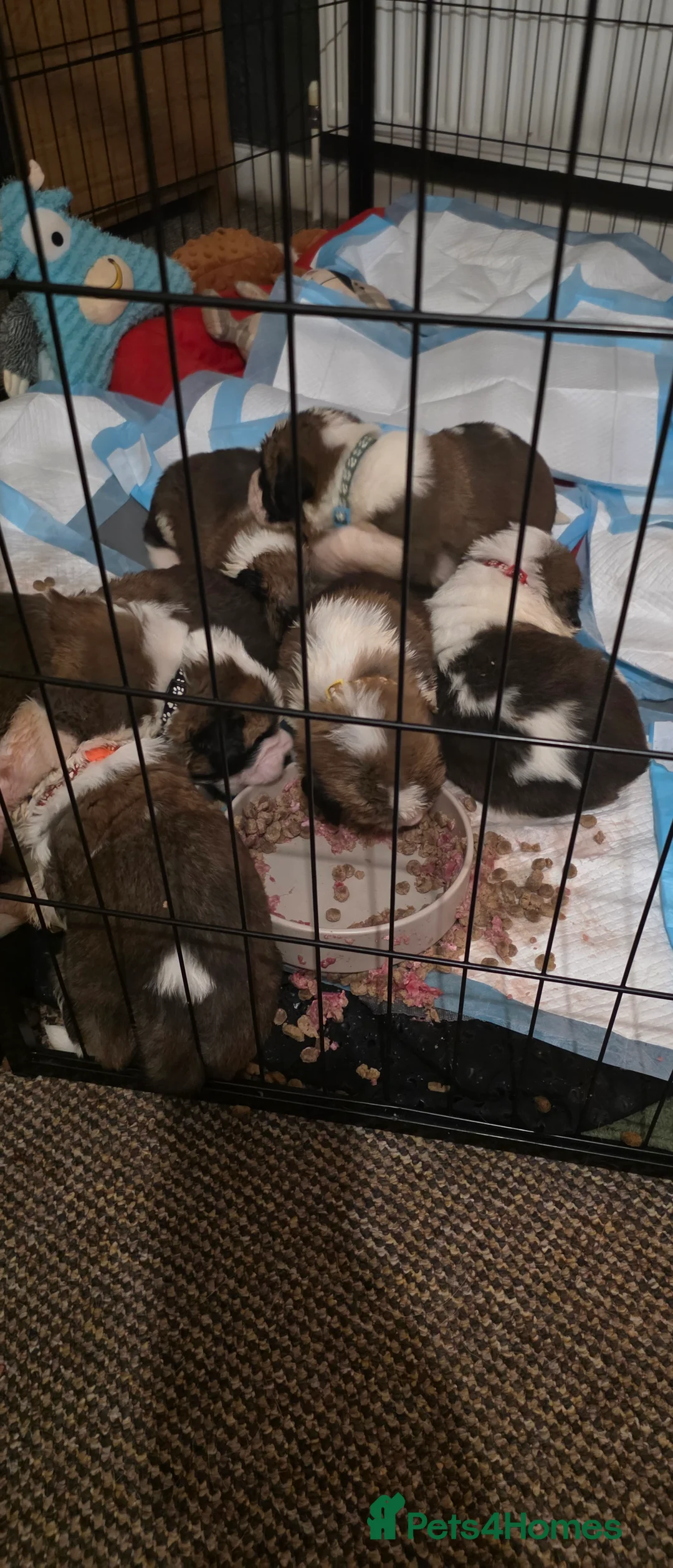 Saint Bernard dogs for sale: ^ Beautiful Saint Bernard Puppies - Advert 8