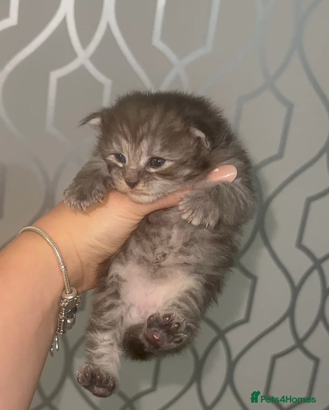 Maine Coon cats for sale: TICA MAINE COON KITTENS - Advert 11