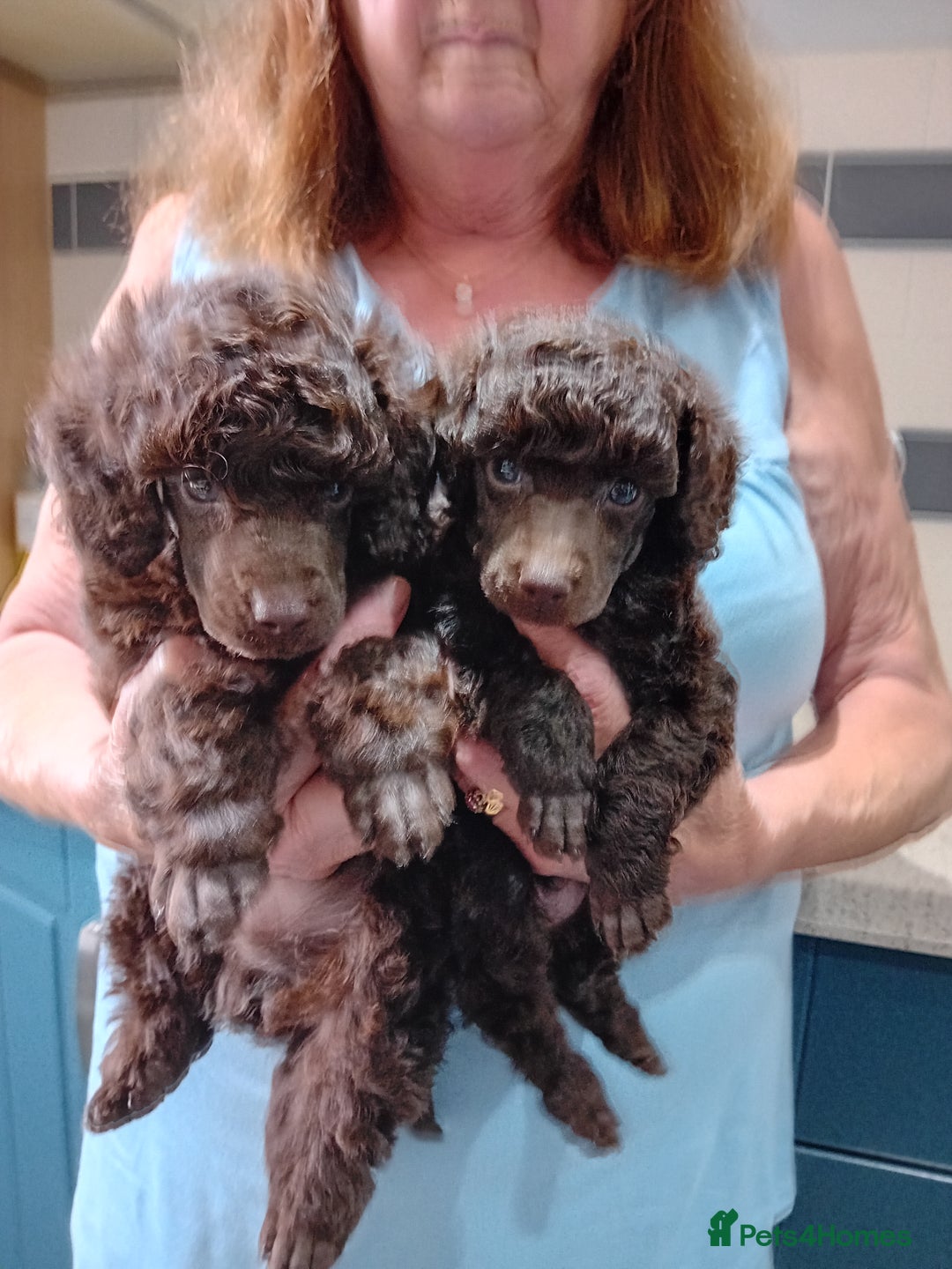 Toy Poodle dogs for sale: Toy poodle  - Image 2