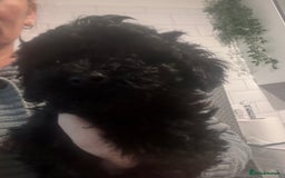 Yorkiepoo dogs for sale: 1 beautiful yorkiepoo ready to leave 🥰🥰 - Image 11