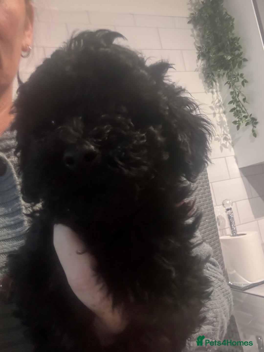 Yorkiepoo dogs for sale: 1 beautiful yorkiepoo ready to leave 🥰🥰 - Image 11