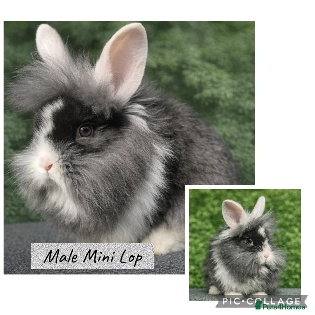 Mini Lop rabbits for sale: Beautiful mini lop baby rabbits 8 weeks old  - Advert 3
