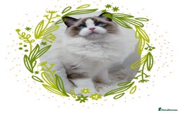 Ragdoll cats for stud: GCCF RAGDOLL STUD CHUNKY BIG BOY MILTON KEYNES in Milton Keynes - Image 3