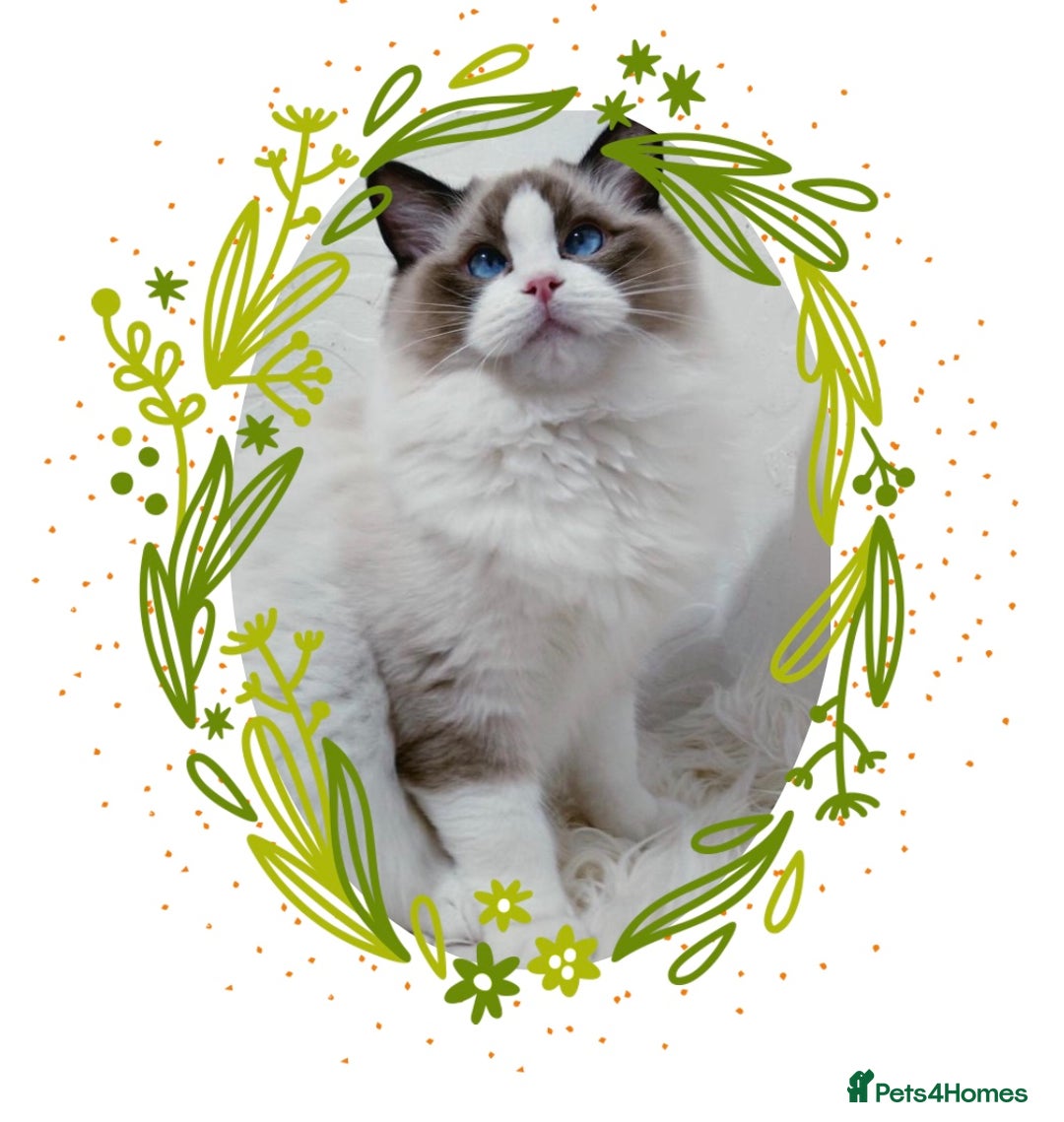 Ragdoll cats for stud: GCCF RAGDOLL STUD CHUNKY BIG BOY MILTON KEYNES in Milton Keynes - Image 3