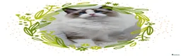 Ragdoll cats for stud: RAGDOLL GCCF STUD CHUNKY BIG BOY MILTON KEYNES in Milton Keynes - Advert 3