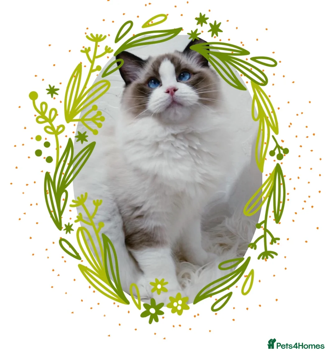 Ragdoll cats for stud: RAGDOLL GCCF STUD CHUNKY BIG BOY MILTON KEYNES in Milton Keynes - Advert 3