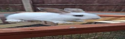 Mixed Breed rabbits for sale: 3x10 week old boys in Nottingham - Advert 1