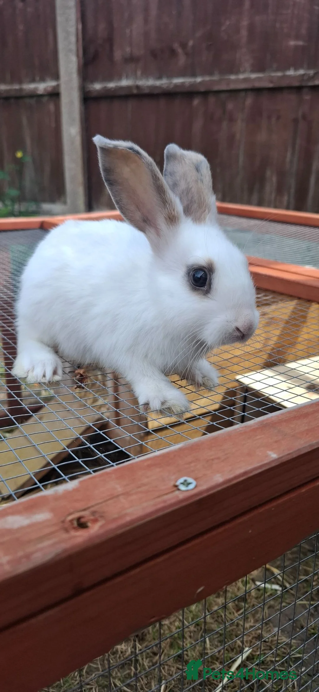 Mixed Breed rabbits for sale: 3x10 week old boys in Nottingham - Advert 1