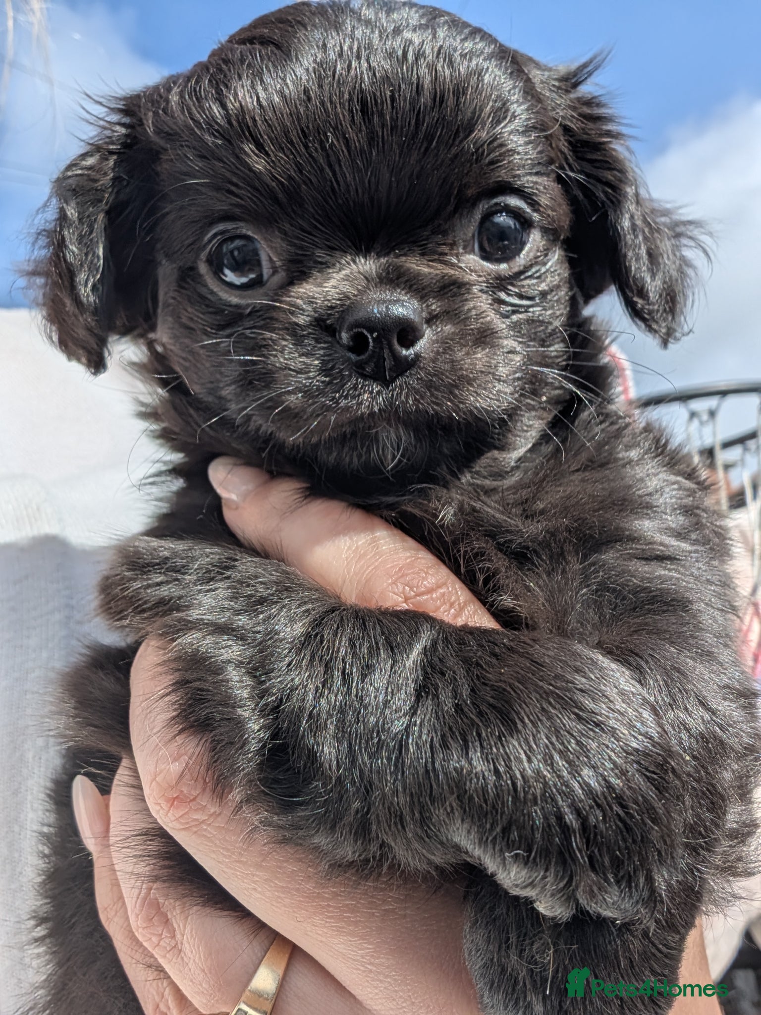 Chihuahua dogs KC registered Solid black Long Coat Boy Chihuahua - Advert 16