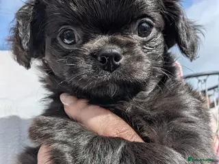 Chihuahua dogs KC registered Solid black Long Coat Boy Chihuahua - Advert 16