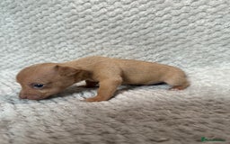 Jack Russell dogs for sale: Stunning litter of miniature Jack Russell puppies - Image 10