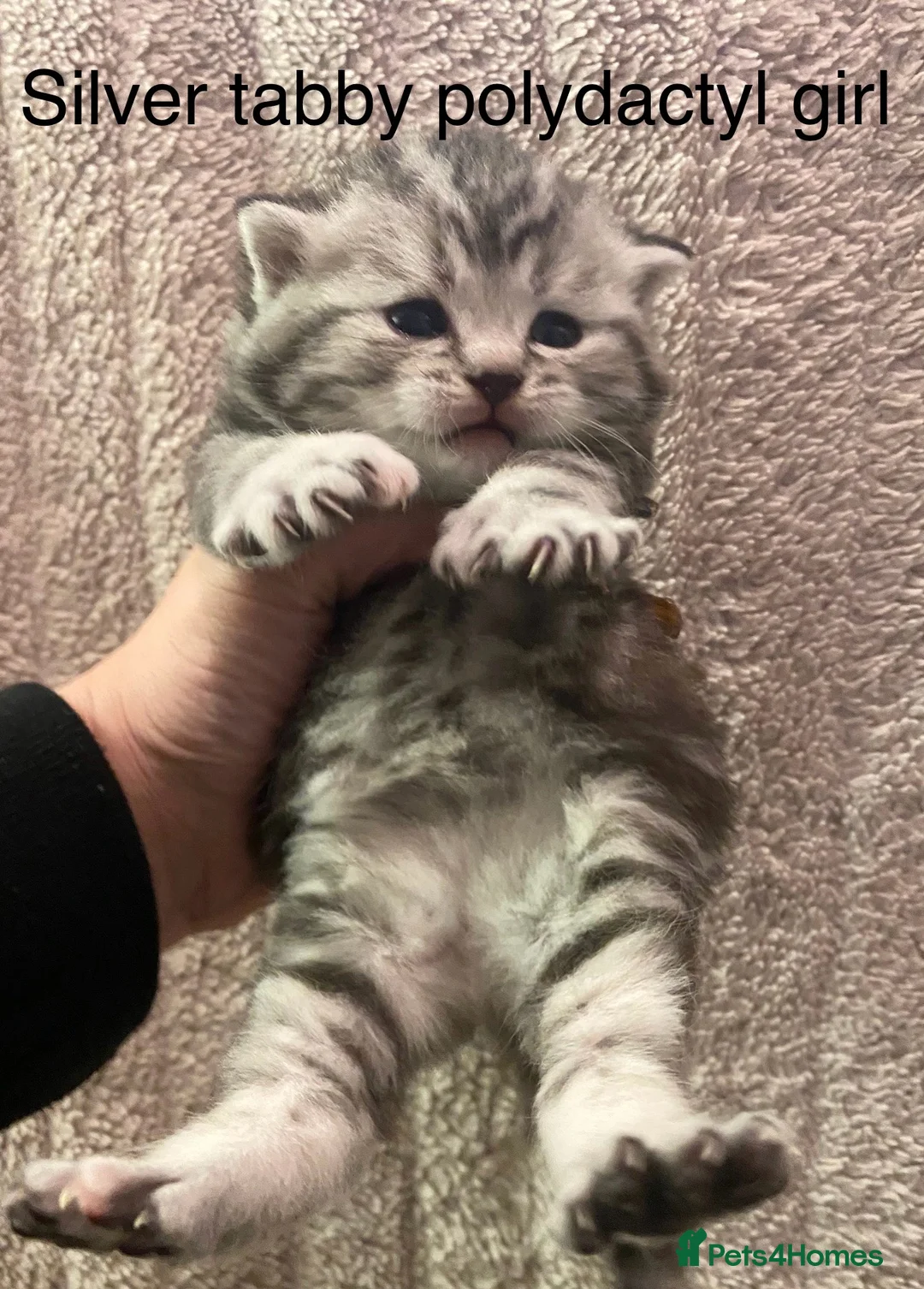 British Shorthair cats for sale: Silver blue black polydactyl & non polydactyl  - Advert 1