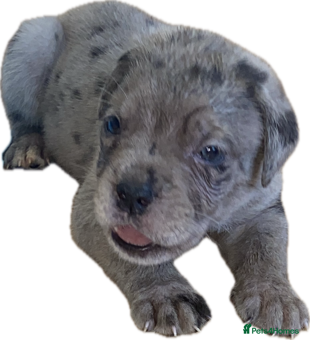 Mixed Breed dogs for sale: LAST FEMALE MISSY Cane Corso X Neapolitan Mastiffs in London - Image 27