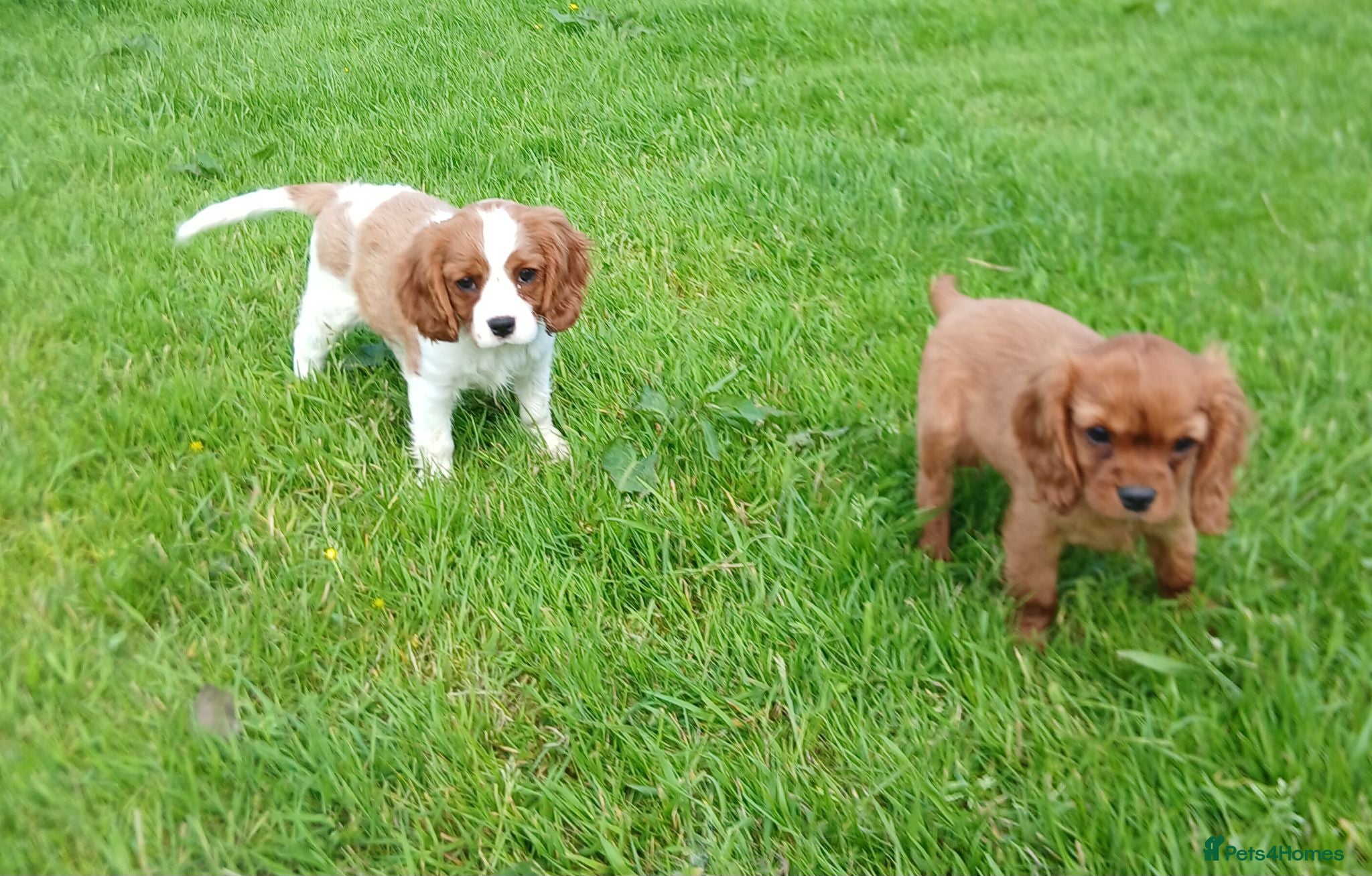 Cavalier King Charles Spaniel dogs  Health tested puppies ready now - Advert 1