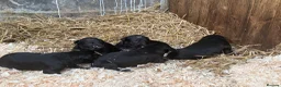 Deerhound dogs for sale: Deerhound puppies  - Advert 5