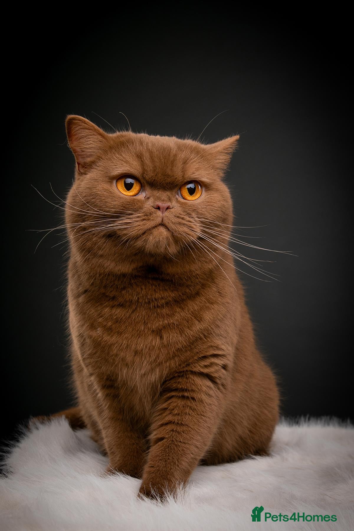 British Shorthair cats Gccf registered cinnamon female kitten - Advert 2