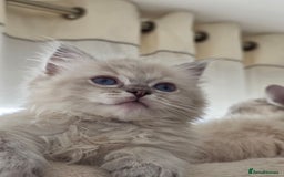 Ragdoll cats for sale: 🐾🌸STUNNING KITTENS| ONE LEFT!|🌸🐾 - Image 4