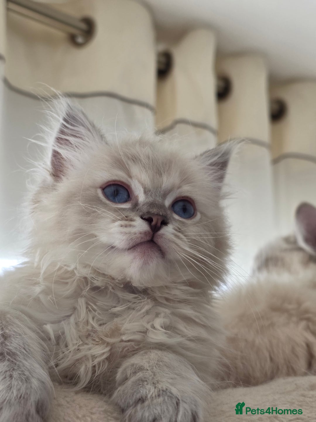 Ragdoll cats for sale: 🐾🌸STUNNING KITTENS| ONE LEFT!|🌸🐾 - Image 4