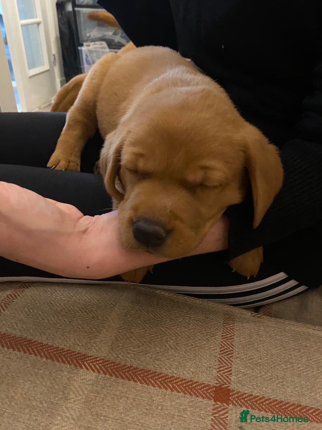 Labrador Retriever dogs for sale: Fox red labrador pups Glasgow  - Advert 39