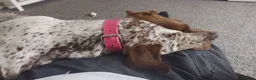Mixed Breed dogs for sale: Bella  in Cramlington - Advert 5