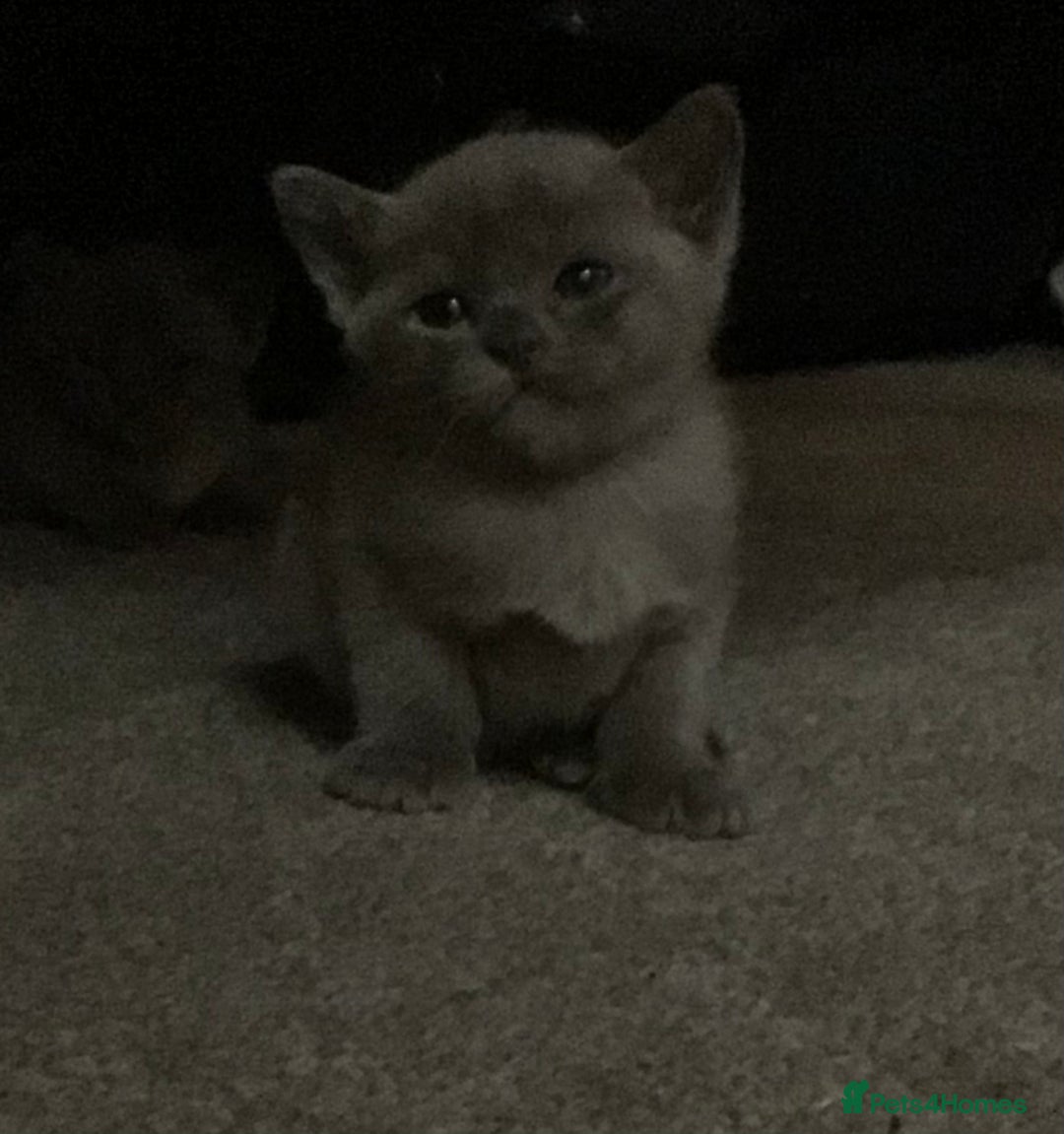 Burmese cats for sale: Beautiful blue Burmese kittens  - Image 10
