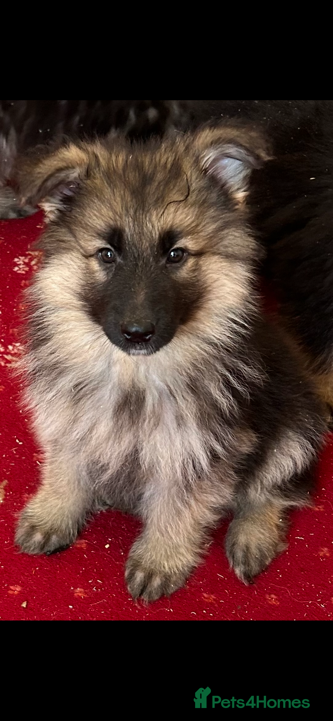 German Shepherd Keeshond Dogs For Sale German Shepherd Puppies For