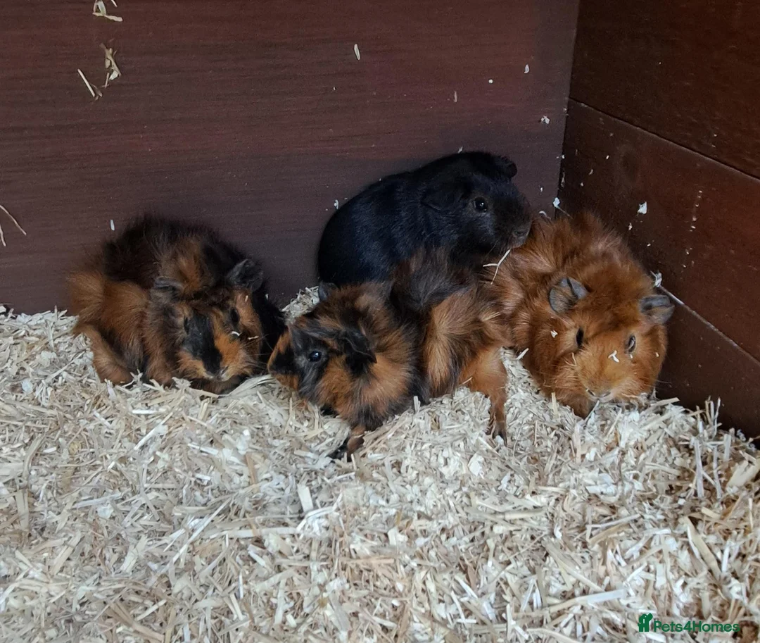 Guinea Pig rodents for sale: Baby guineas - Advert 2